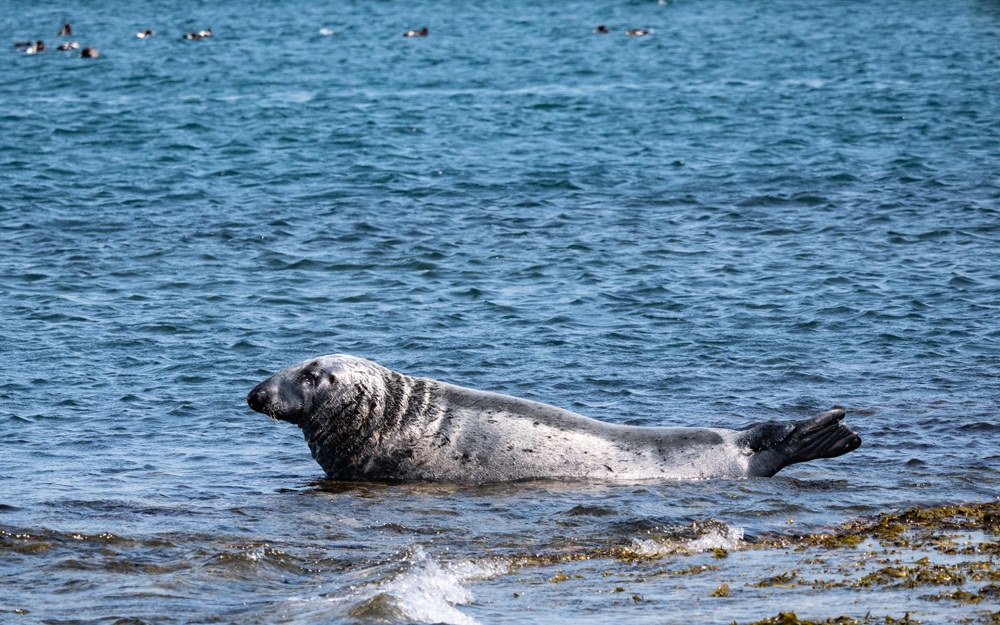 grey-seal