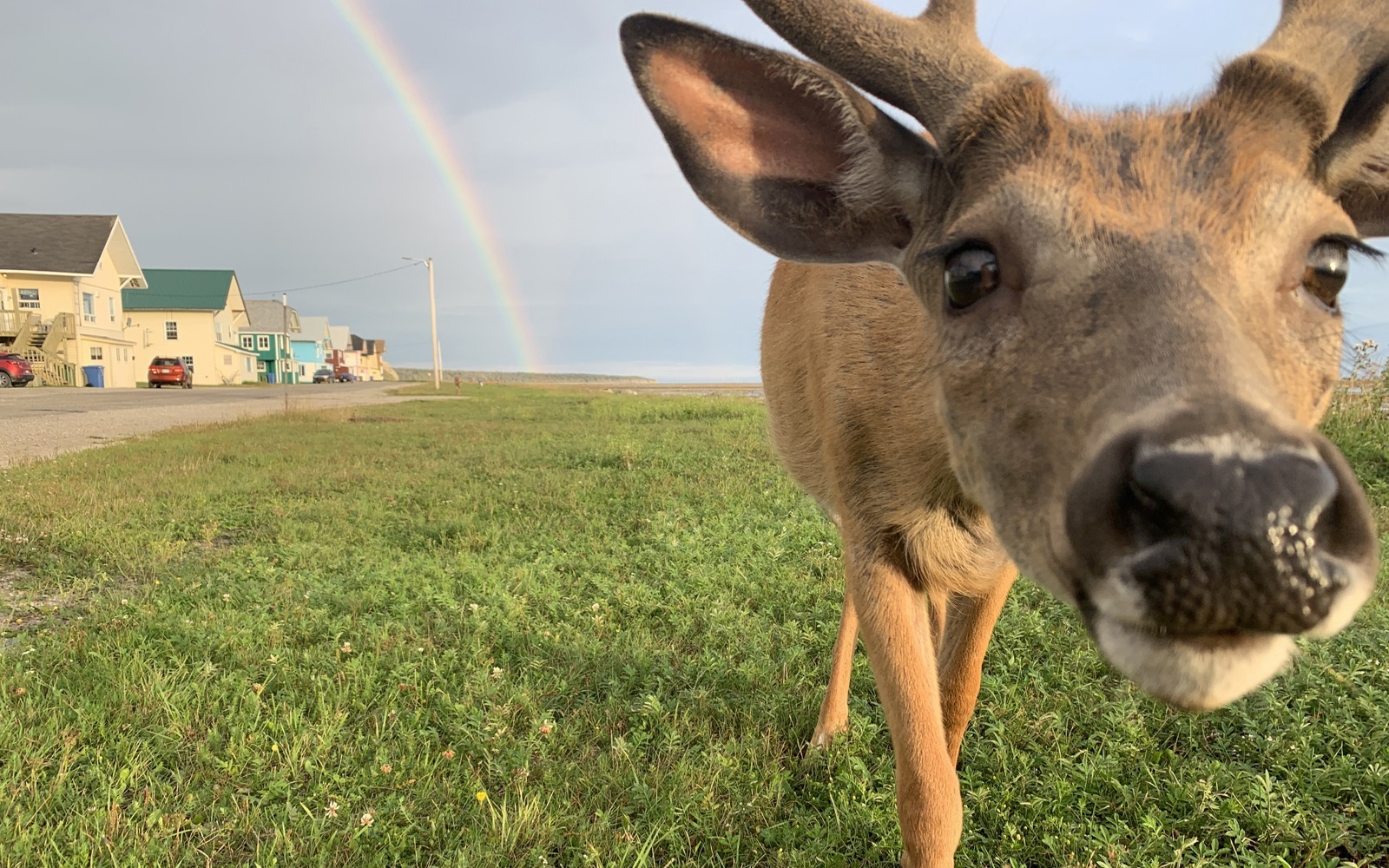 deer
