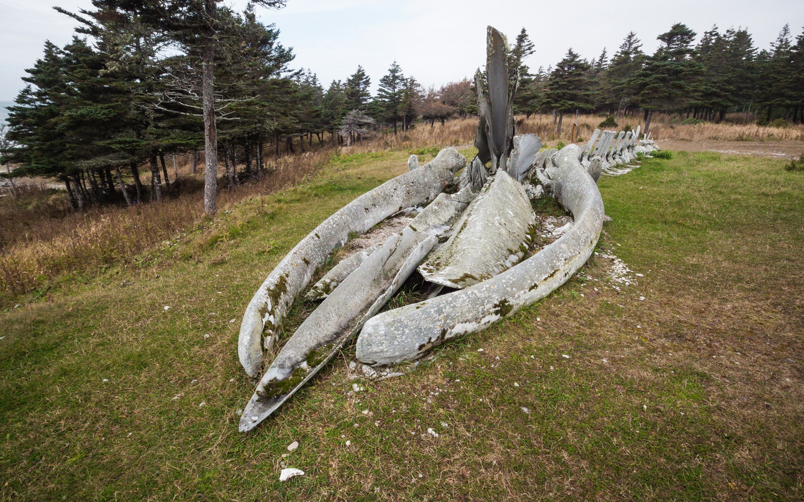 whale-bones