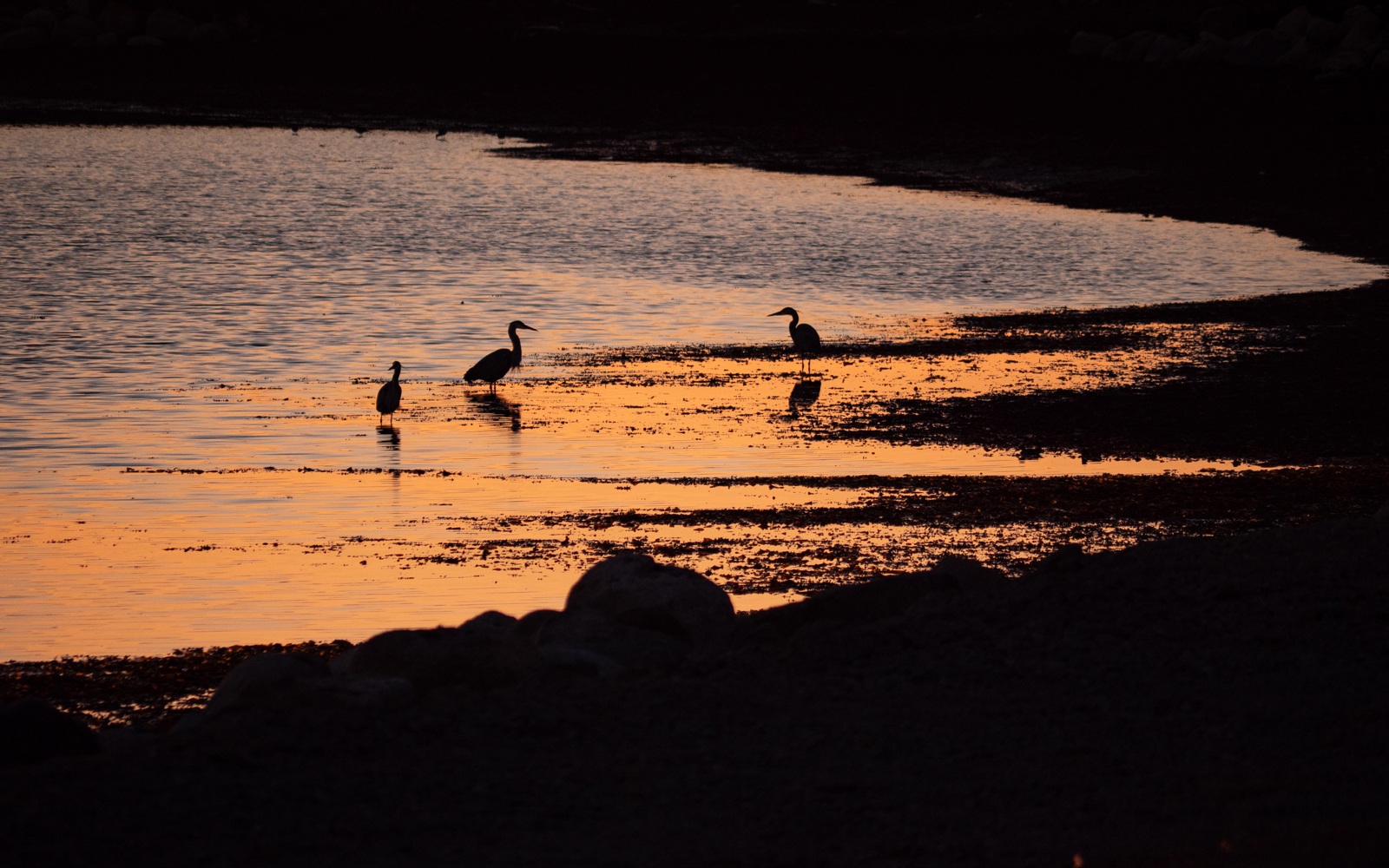 heron