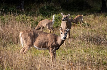 deers