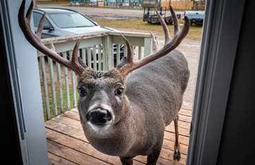 deer-door