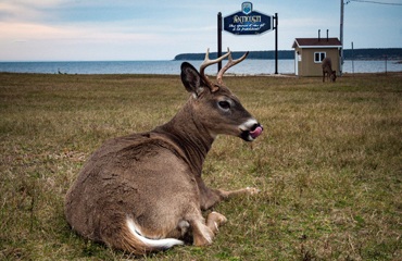 deer-sign