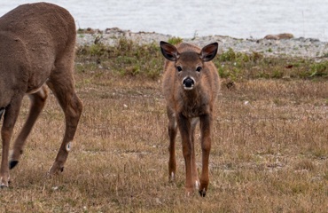 fawn