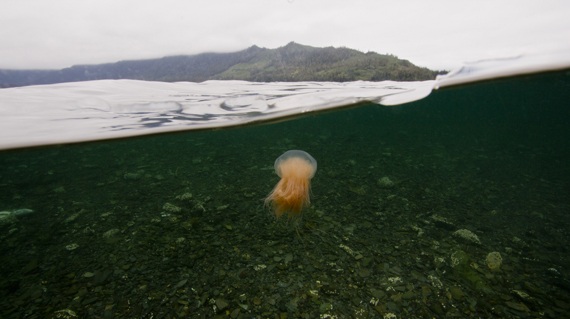 lions-mane-jellyfish