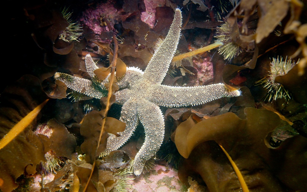 sea-star